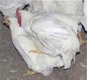 3. Separate feeding for hens and