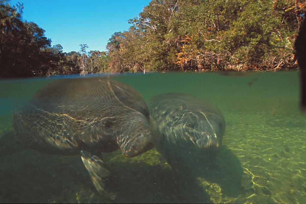manatees. They were also called Florida manatees. Florida manatees can live in saltwater or freshwater.