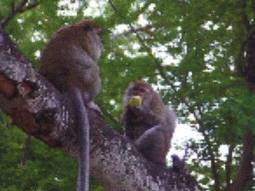 Knowles and Das Gupt in Calcutta in 1903 Host: Macaca fascilaris (primate)
