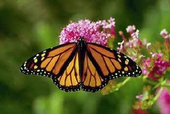 look like the Monarch butterfly.
