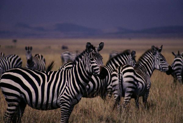 Also, when all the zebras get bundled up together, it is