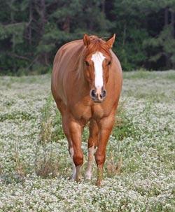 environment Example: The brumby is a horse that adapted to