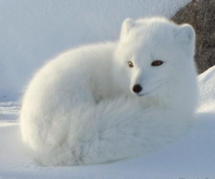 The arctic fox has small ears to retain heat.