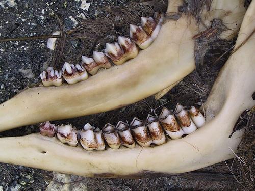 Herbivores, such as deer, have many molars for chewing