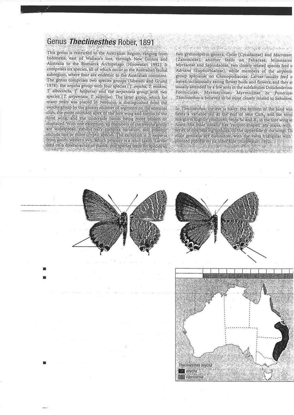 Theclinesthes onycha (Hewitson, [1865]) - (Plate 60, fig. Cycad Blue I Other common names. Onycha Blue. I Description. Wingspan: male 24 mm; female 24 mm.