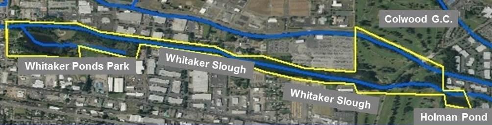 Whitaker Slough Complex Contributing Sites Whitaker Slough Whitaker Ponds Nature Park and adjacent non-developed areas Colwood Golf Course Holman Pond General Description This is the smallest of the