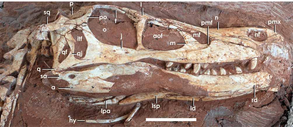 FIGURE 2. Photograph in right lateral view of the skull and mandible of the Linheraptor exquisitus holotype (IVPP V 16923).