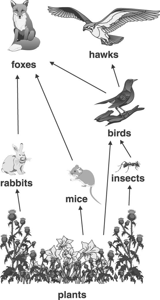 : 7th Science Use the diagram below to answer question 15. 15. This diagram shows a food web.
