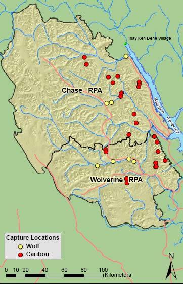 Figure 2. Locations of animal captures (caribou and wolf) conducted during February 2008 in the Wolverine and Chase caribou herd areas of north-central British Columbia.