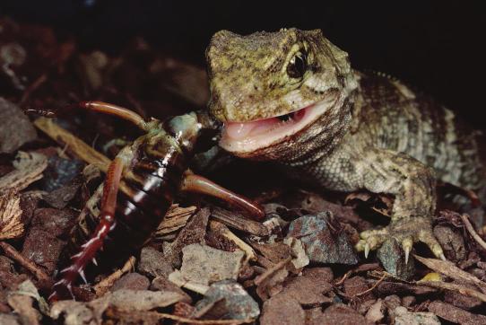 Growing in summer and winter Tuatara grow more slowly in winter because they do not eat as much as they do in summer.