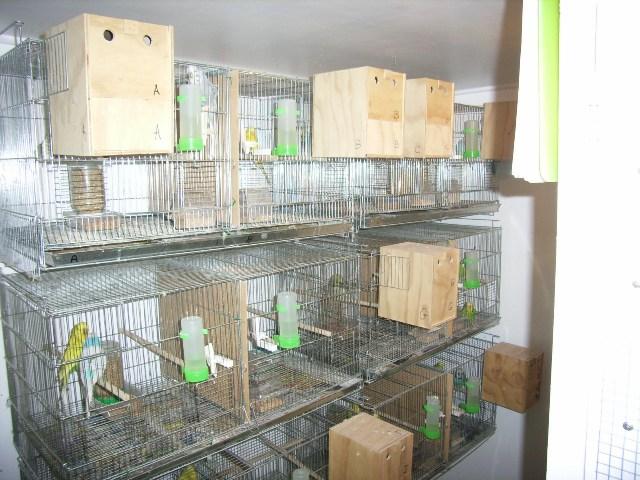 Show preparation in my aviary is probably the same as most others. Some birds are kept in holding cages for about ptwo weeks prior to a show and sprayed with warm water every second day.