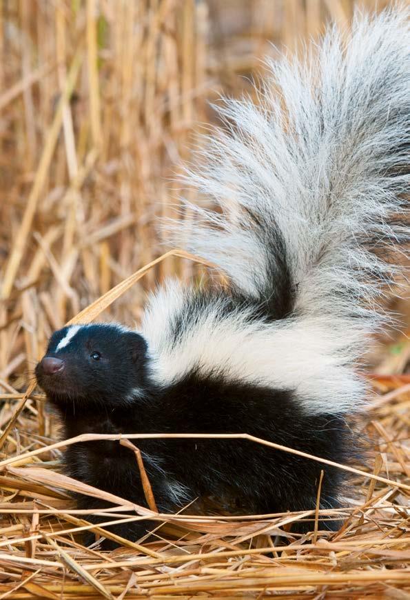 Young naturalists by Christine Petersen Little Stinkers Skunks live among us, but they re not looking for trouble just food. What do you think of when you hear the word skunk?