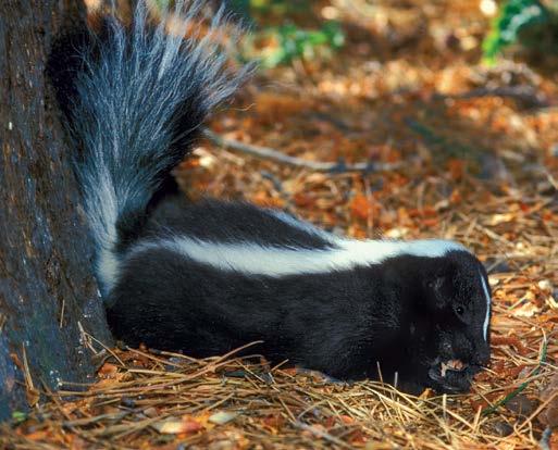 One of a Kind The skunk s fur coat tells us that it s a mammal, an animal that is warmblooded and produces milk to feed its young. But there s no other mammal quite like a skunk.