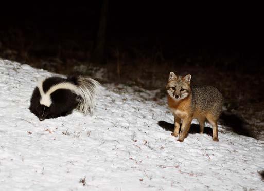 Their mixed diet makes it easy for a skunk to fatten up. Sometimes, fat is the only source of energy a skunk can rely on to survive the long, hungry months of winter. Settling In.