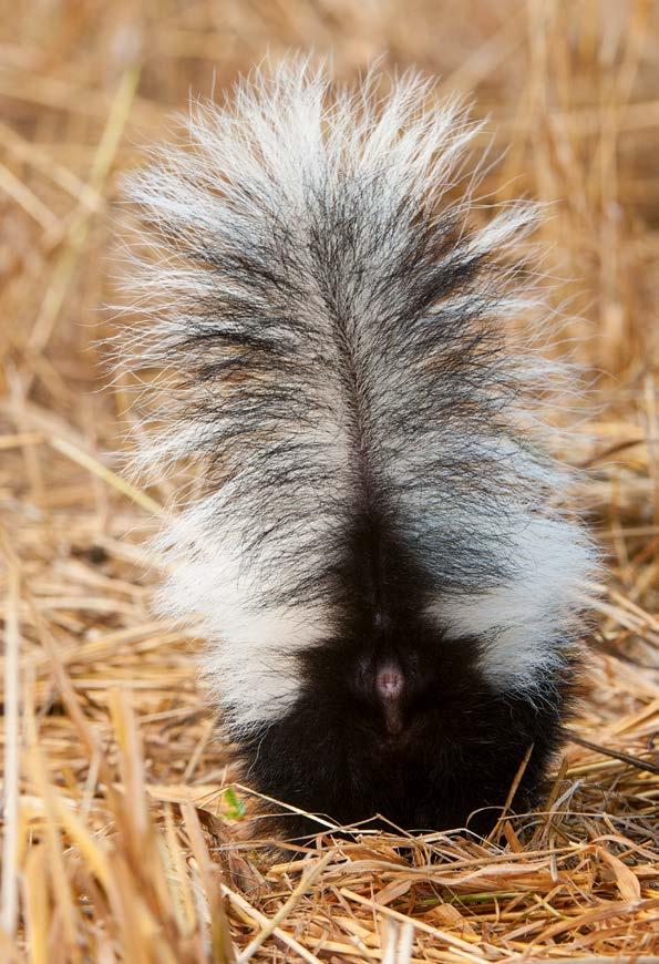 Back Off! Most mammals have brown fur that helps them hide from predators or sneak up on prey. A skunk s bold black-andwhite coat serves a different purpose.