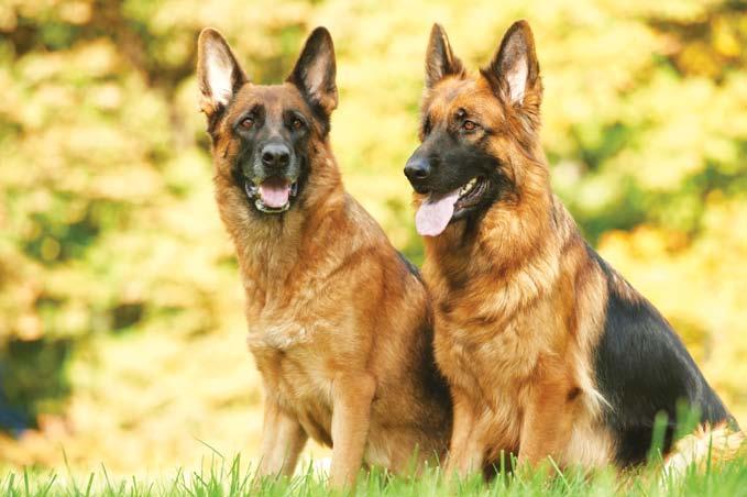 History of the German Shepherd Many hundreds of years ago, wolf-like dogs were known in the area that would become Germany. They weren t exactly German Shepherds.