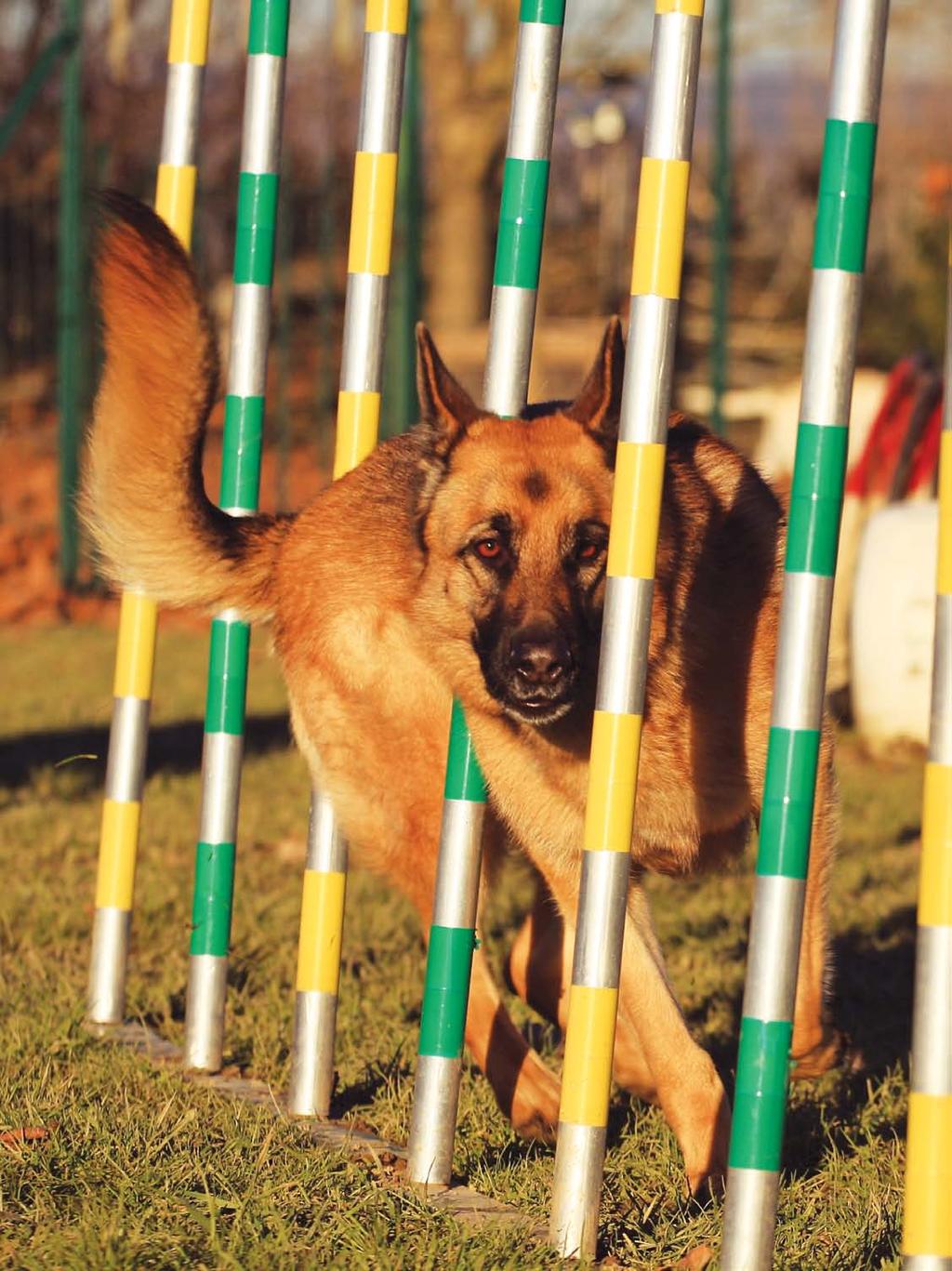 German Shepherds participate in many