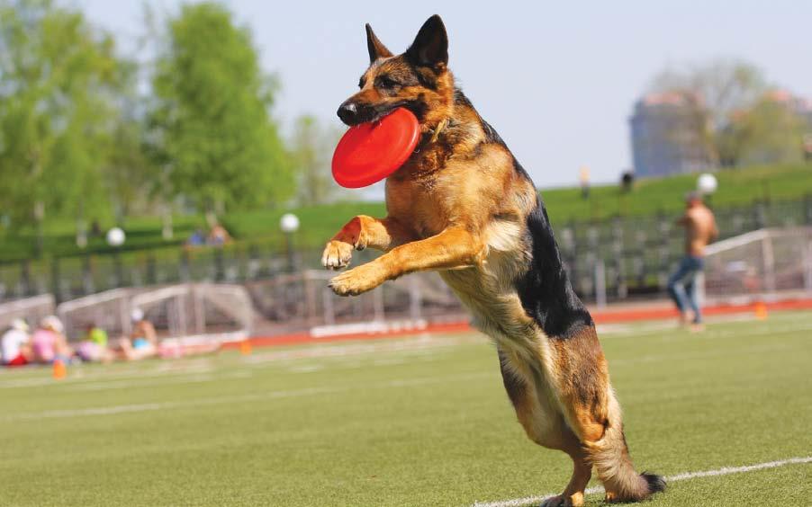 Special Abilities of the Breed German Shepherds have a long list of abilities. Those abilities are among the reasons for the dogs great popularity.