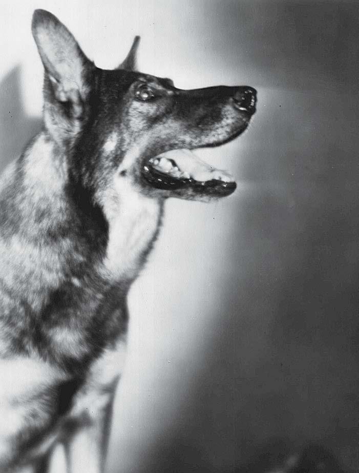 Rin Tin Tin was rescued from a World War I