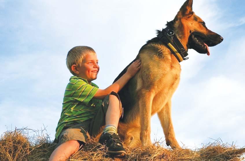 A Loyal Companion Choosing a German Shepherd for a pet is not easy. German Shepherds come in many different personalities.