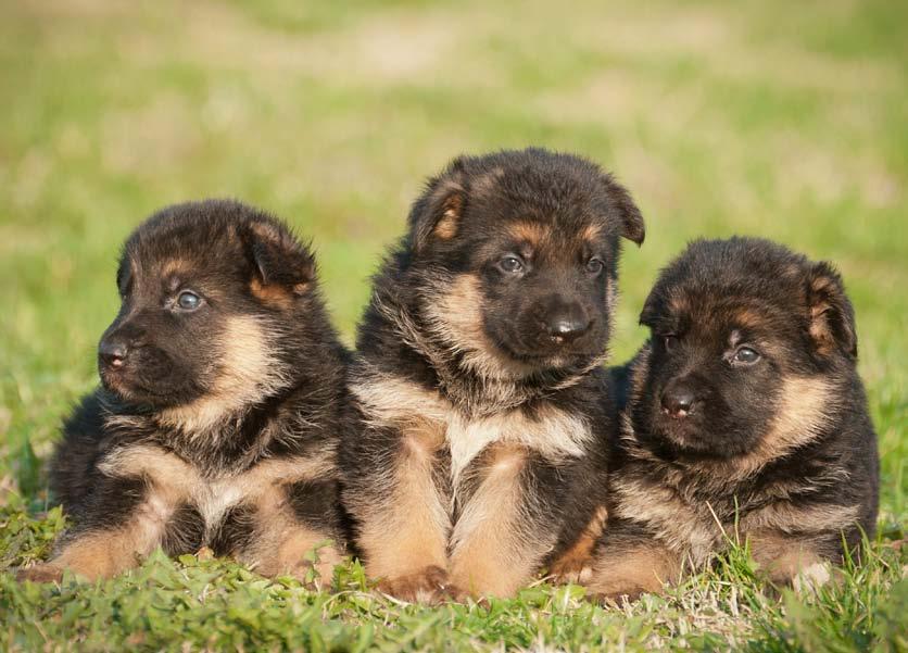 German Shepherd puppies should spend time with other people and dogs so they do not grow up to be aggressive or mean.