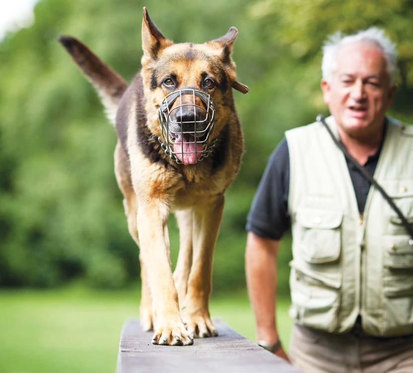 German Shepherds work best when they have something to achieve or a job to complete.