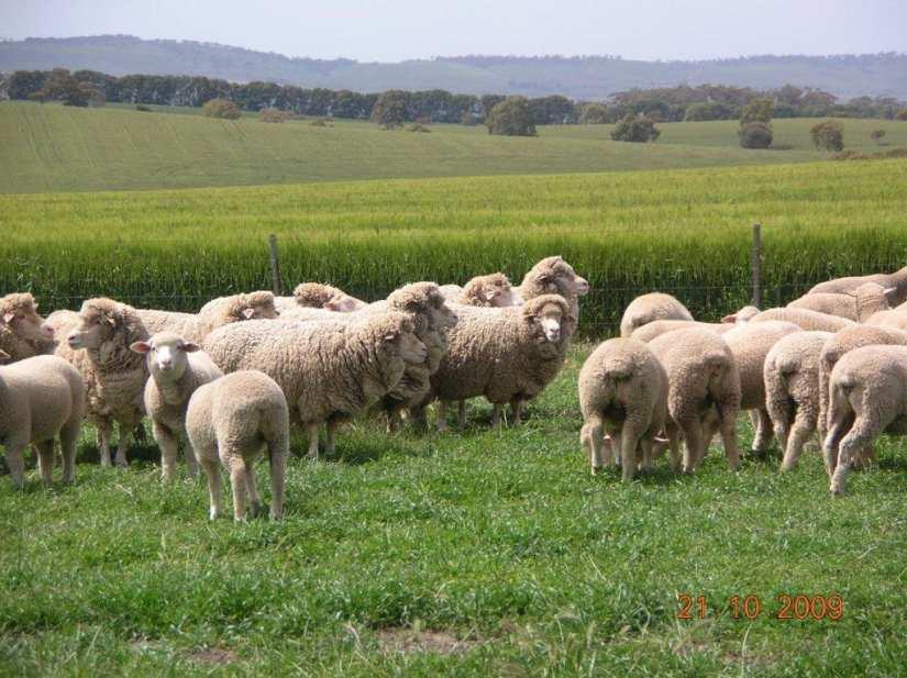 Profitable sheep farmers: Focus on profit drivers Meat & wool per hectare Not price premiums