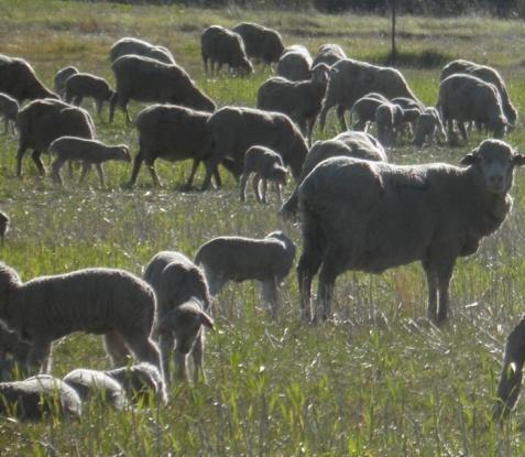 reproduction rates Improve lamb survival rates