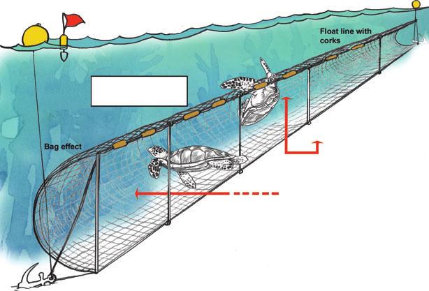 Figure 1 Conventional demersal gillnet with tiedowns (top) and modified net without tiedowns.