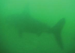 (c) View of shark shape when deployed underwater.