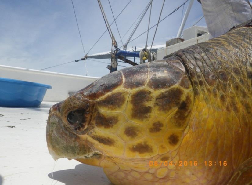 SEA TURTLE MOVEMENT AND HABITAT USE IN THE NORTHERN GULF OF