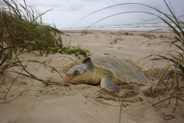 Gulf Sea Turtles Loggerheads (Caretta caretta) Kemp s ridleys