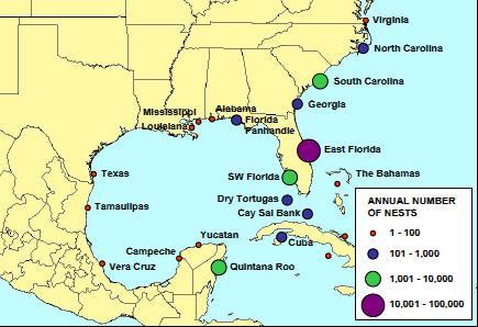 Turtle nesting NMFS and USFWS (2008) Recovery plan for the Northwest Atlantic population of loggerhead sea turtle