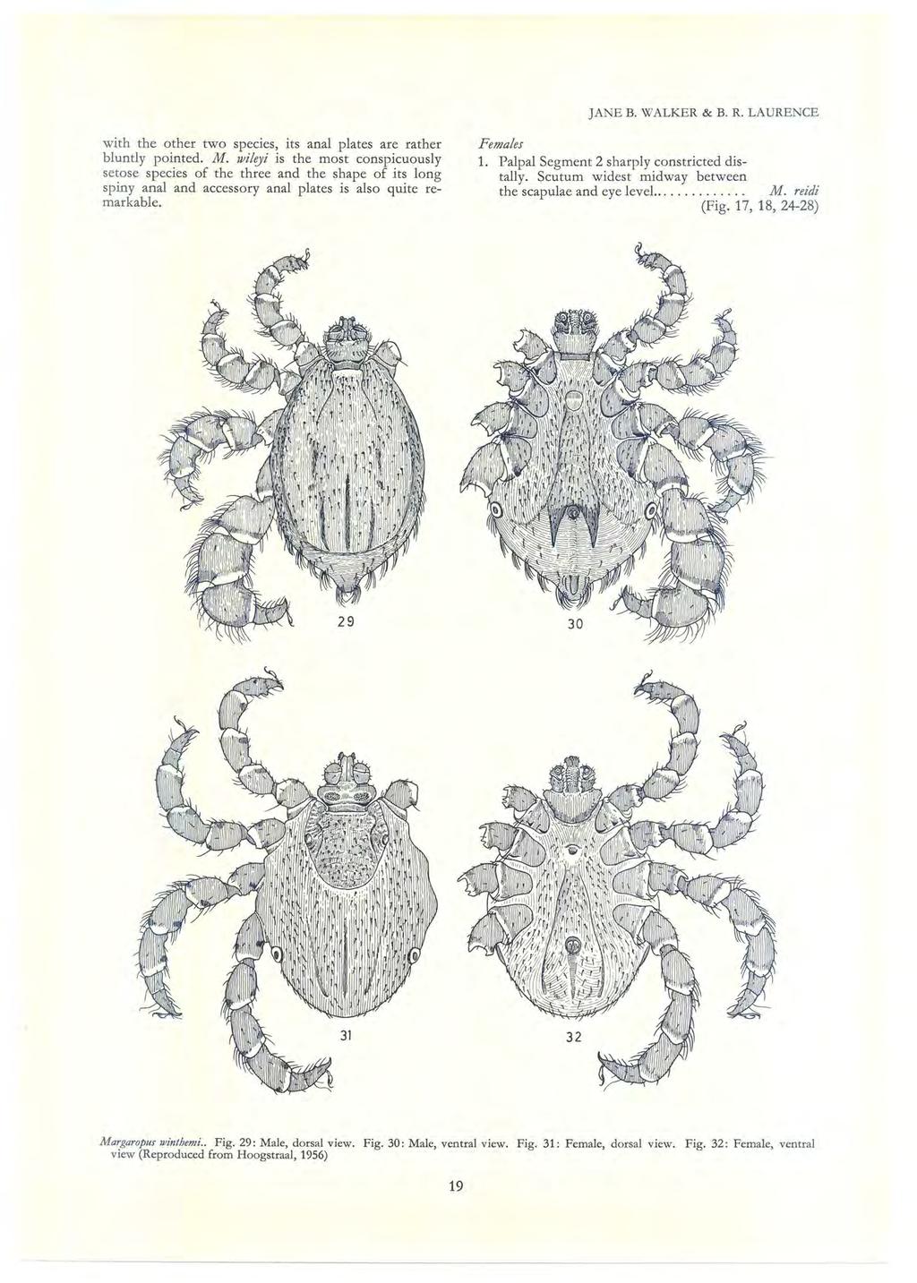 JAN B. WALKR & B. R. LAURNC with the other two species, its anal plates are rather bluntly pointed. M.