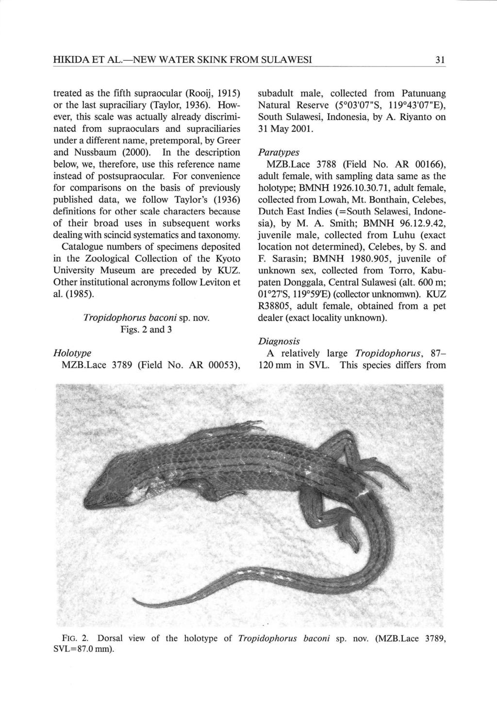 HIKIDA ET AL. -NEW WATER SKINK FROM SULAWESI treated as the fifth supraocular (Rooij, 1915) or the last supraciliary (Taylor, 1936).