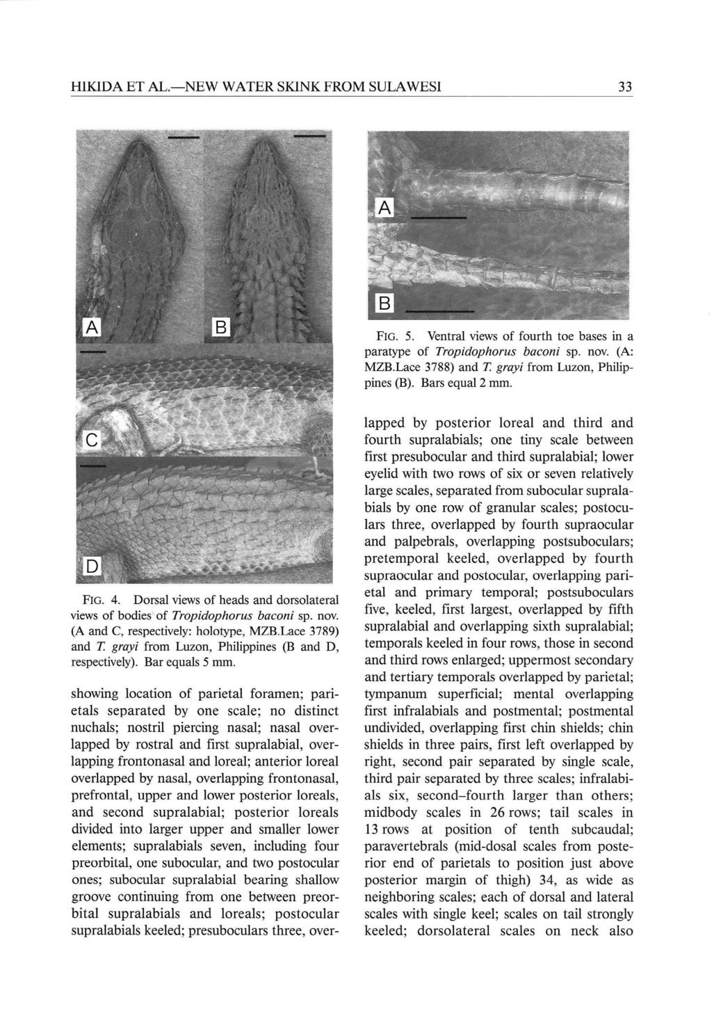 HIKIDA ET AL. -NEW WATER SKINK FROM 33 SULAWESI FIG. 5. Ventral views of fourth toe bases in a paratype of Tropidophorus baconi sp. nov. (A: MZB. Lace 3788) and T. grayi from Luzon, Philippines (B).