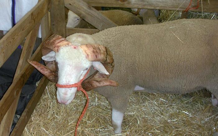 Rams that have head wounds