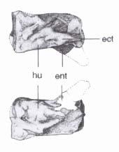 Elements along the pectoral limb are limited to just three elements: humerus, ulna, and ulnare