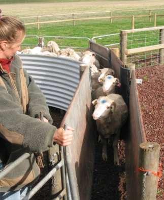 Individual sheep management Using