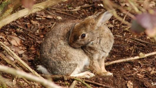 Rabbits can grow from 8 to 20 inches long. Their familiar ears can grow as long as four inches. They not only have an acute sense of hearing, but of smell and of sight.
