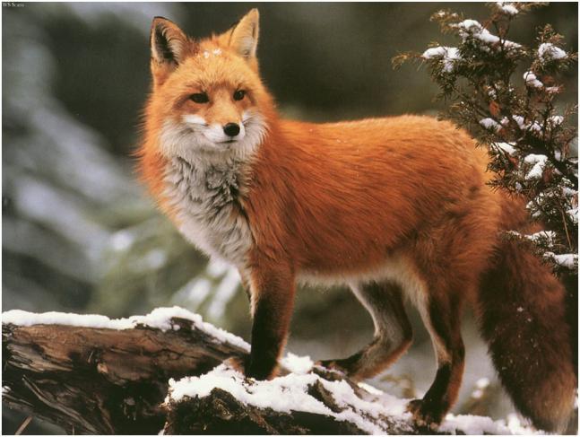 about 10 years in the wild, which means many generations have lived in those centuries-old setts. Foxes are small animals, usually a little larger than a full-grown cat.