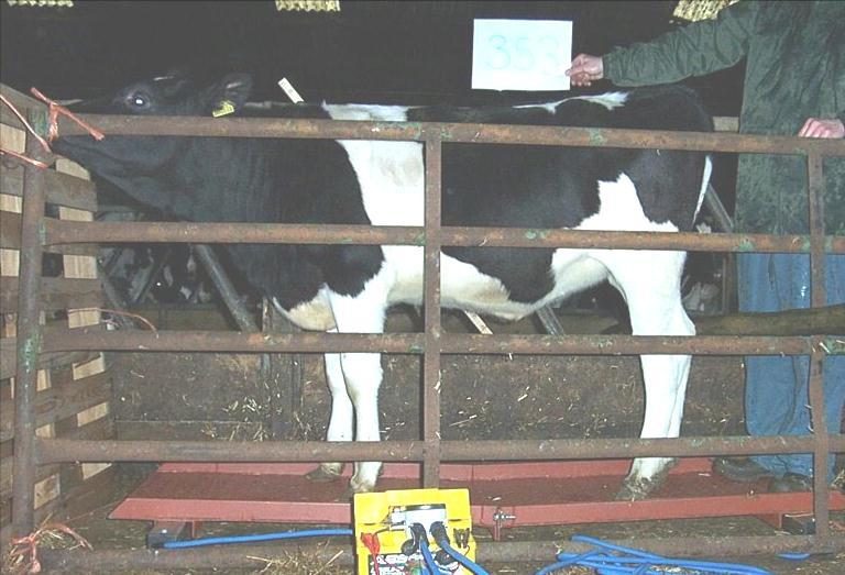 Poor growth: delays breeding Spent Delayed less time breeding of its by life 1 in yr milk: :