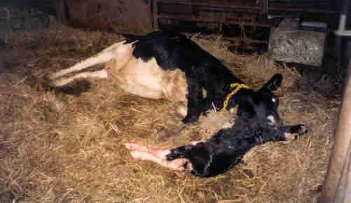 16 calves born dead every year 20+% heifers reaching 1 st lactation only calve once