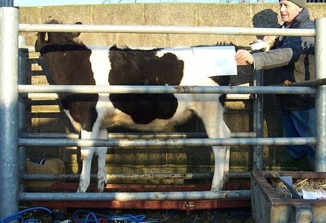 calved at >26 months -More heifers have to be reared to replace same number of