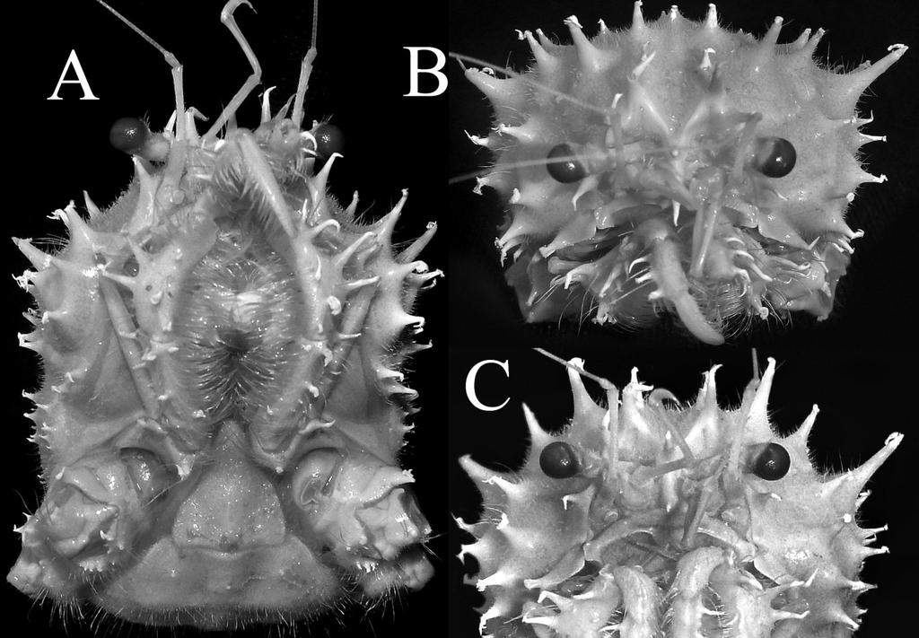 32 BISHOP MUSEUM OCCASIONAL PAPERS: No. 112, 2012 Figure 2. Yaldwynopsis hawaiiana sp. nov., holotype female (carapace length 44.7 mm, carapace width 35.4 mm) (BPBM S7866), Hawai i.