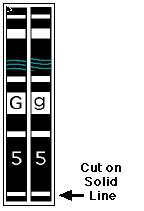 Cutting Out the Chromosomes Step #1 Step #2 Genotype to Phenotype