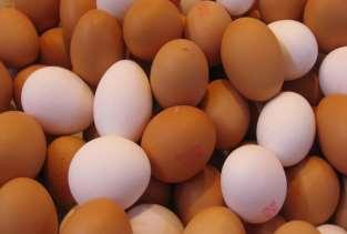 Fipronil in eggs Ladislav