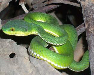 Universities Research Journal 2011, Vol. 4, No. 2 257 Results The white-lipped pit viper, Trimeresurus albolabris (Fig.