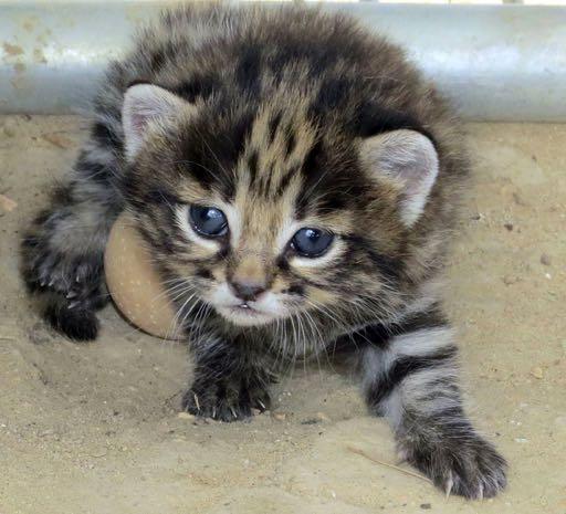 Page 6 Spots & Stripes Fall 2015 Cats of the Quarter: Black-footed Cats More than a year ago, EFBC-FCC introduced into its breeding program the Black-footed cat.