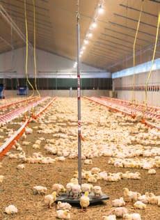 Weighing systems for all types of poultry Permanent and automatic monitoring of bird weights Monitoring bird weights is an important tool in modern poultry management.